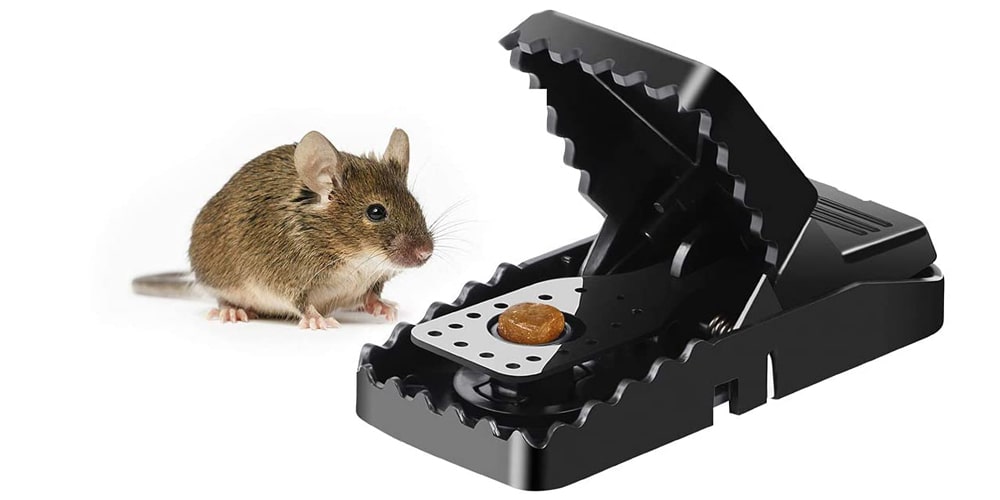 Best Mouse Trap